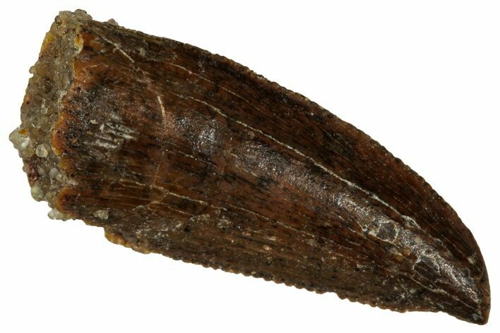 Serrated Raptor Tooth - Feeding Worn Tip #333329